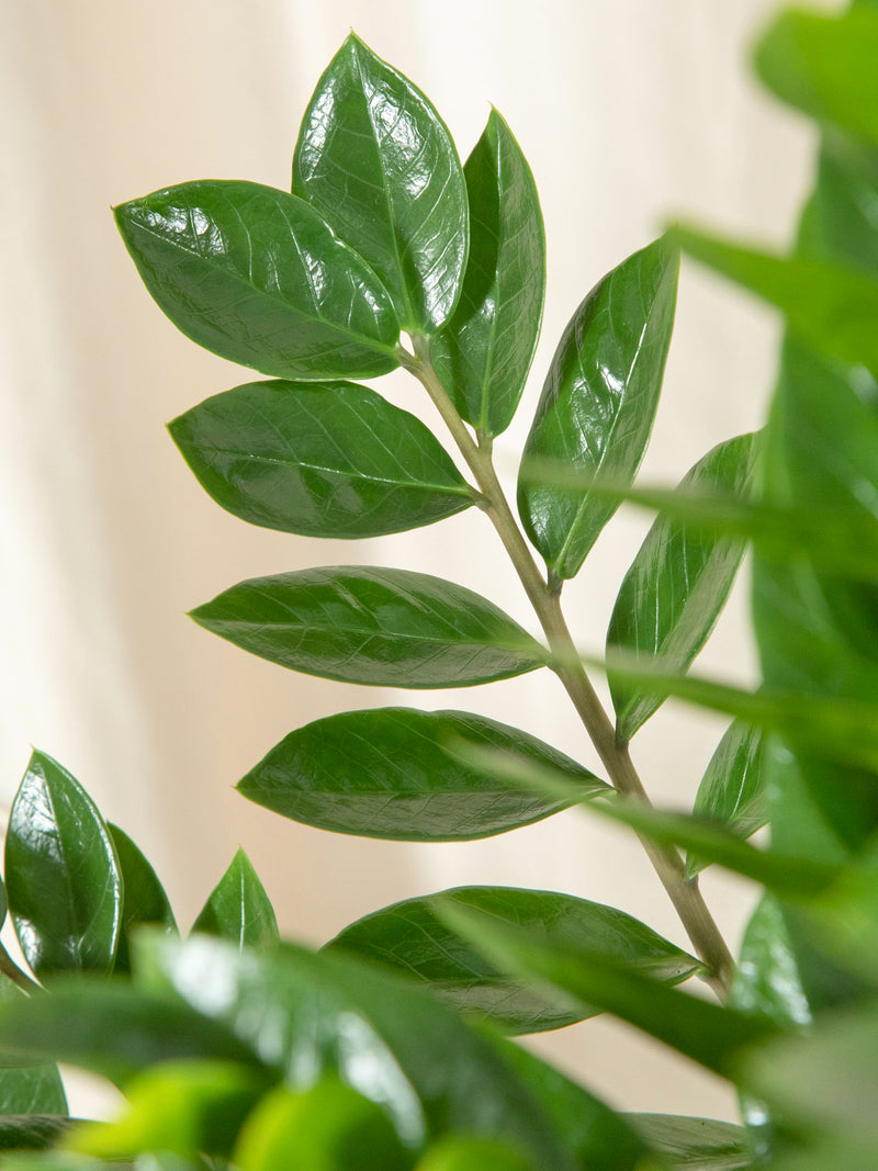 planta zz pret Planta ZZ XL | JUNGLA URBANA