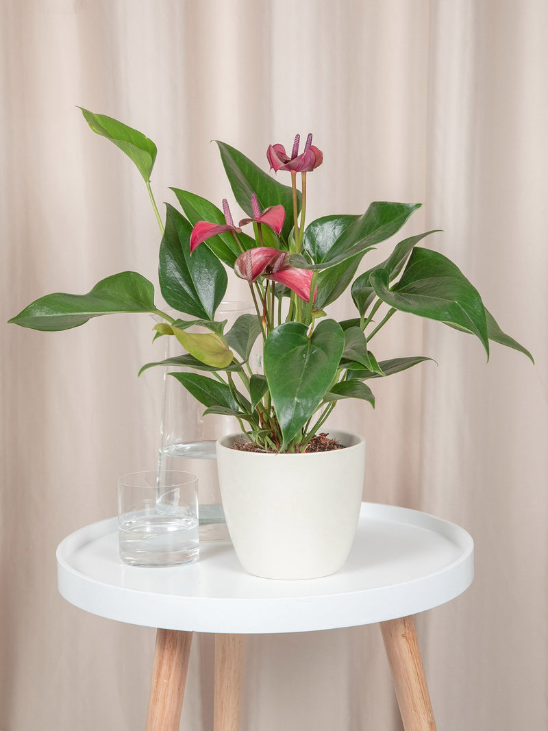 cirano anthurium Anthurium Cirano | JUNGLA URBANA