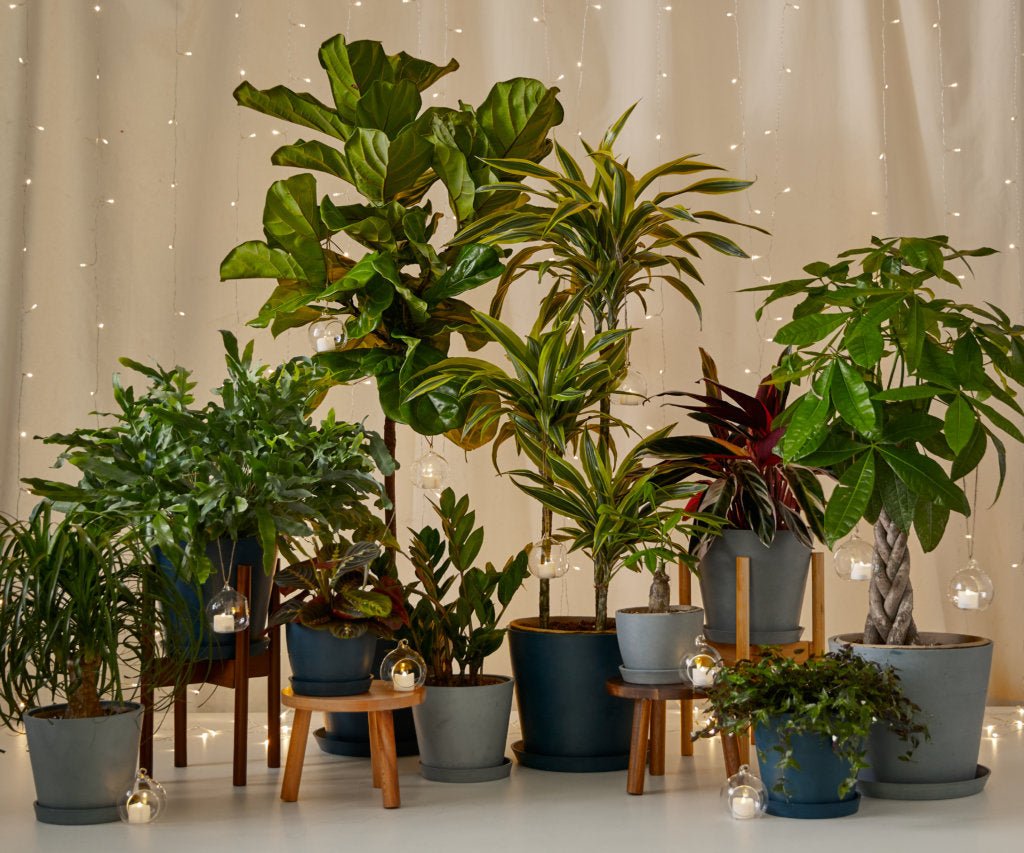 5 Motive Pentru Care Plantele Sunt Un Cadou Excelent Pentru Orice Ocazie - jungla-urbana.ro