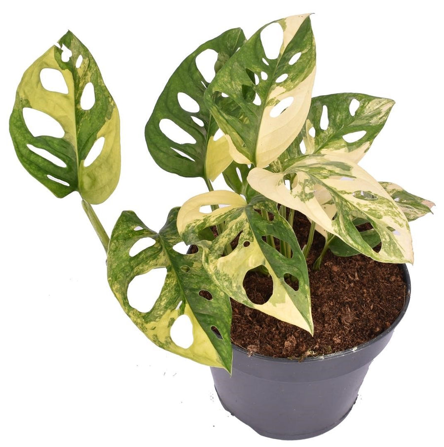 erde philodendron Aroid Mix, Monstera Erde, Philodendron Erde, Anthurium Erde, torffrei –  PlantMe main image 1