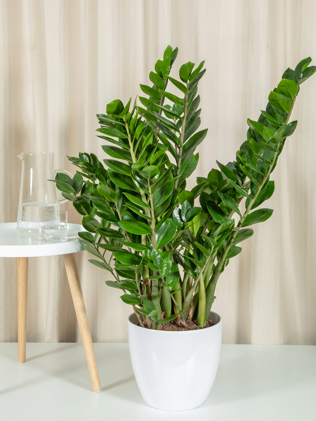 Planta ZZ XL | JUNGLA URBANA | Magzinul tau de plante – jungla