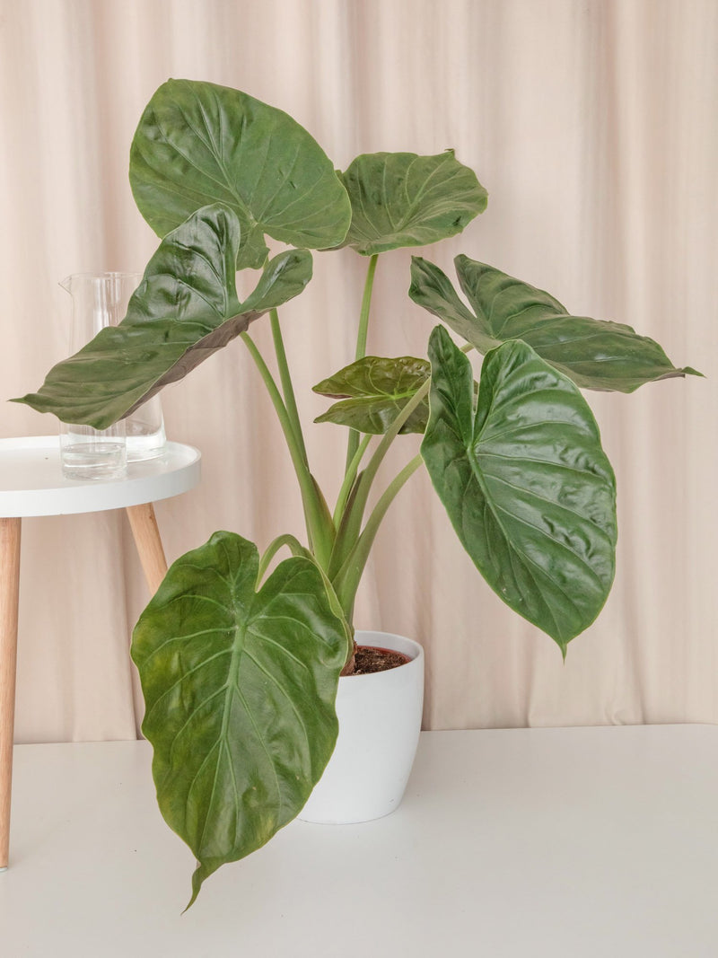 Alocasia Wentii - jungla-urbana.ro