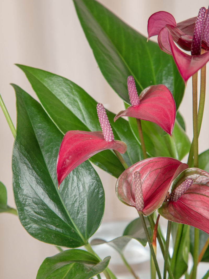 cirano anthurium Anthurium Cirano | JUNGLA URBANA