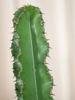 Cactus Candelabru - jungla-urbana.ro