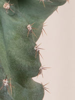Cactus Spirala - jungla-urbana.ro