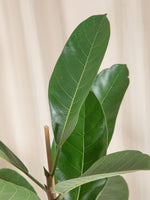 Ficus Audrey XL - jungla-urbana.ro