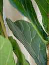 Ficus lyrata L - jungla-urbana.ro