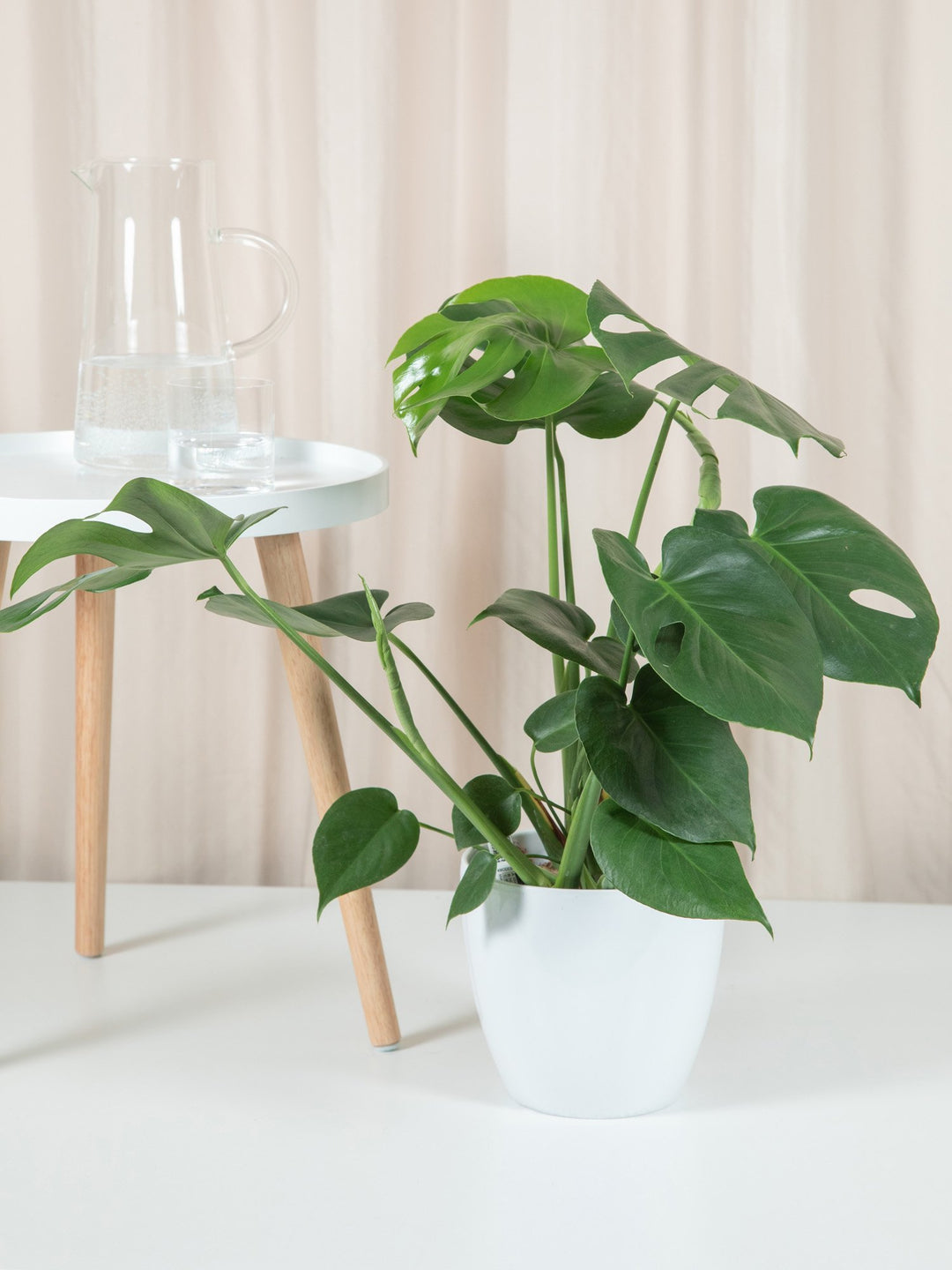 Monstera Deliciosa XL | JUNGLA URBANA | Magzinul tau de plante