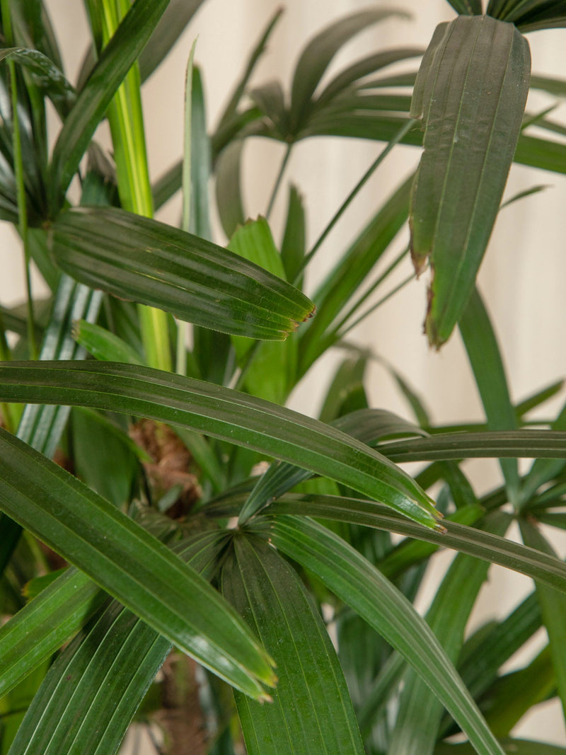 Palmierul doamnei (Rhapsis Excelsa) - jungla-urbana.ro