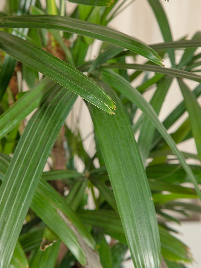 Palmierul doamnei (Rhapsis Excelsa) - jungla-urbana.ro