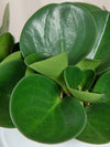 Peperomia obtusifolia - jungla-urbana.ro