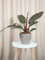 Philodendron Imperial Red - jungla-urbana.ro
