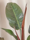 Philodendron Imperial Red - jungla-urbana.ro