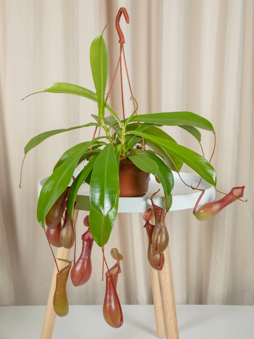 Planta Carnivora (Nepenthes) Alata - jungla-urbana.ro