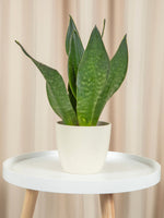 Sansevieria (limba soacrei) Black Diamond - jungla-urbana.ro