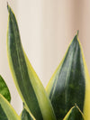 Sansevieria (limba soacrei) Canary - jungla-urbana.ro