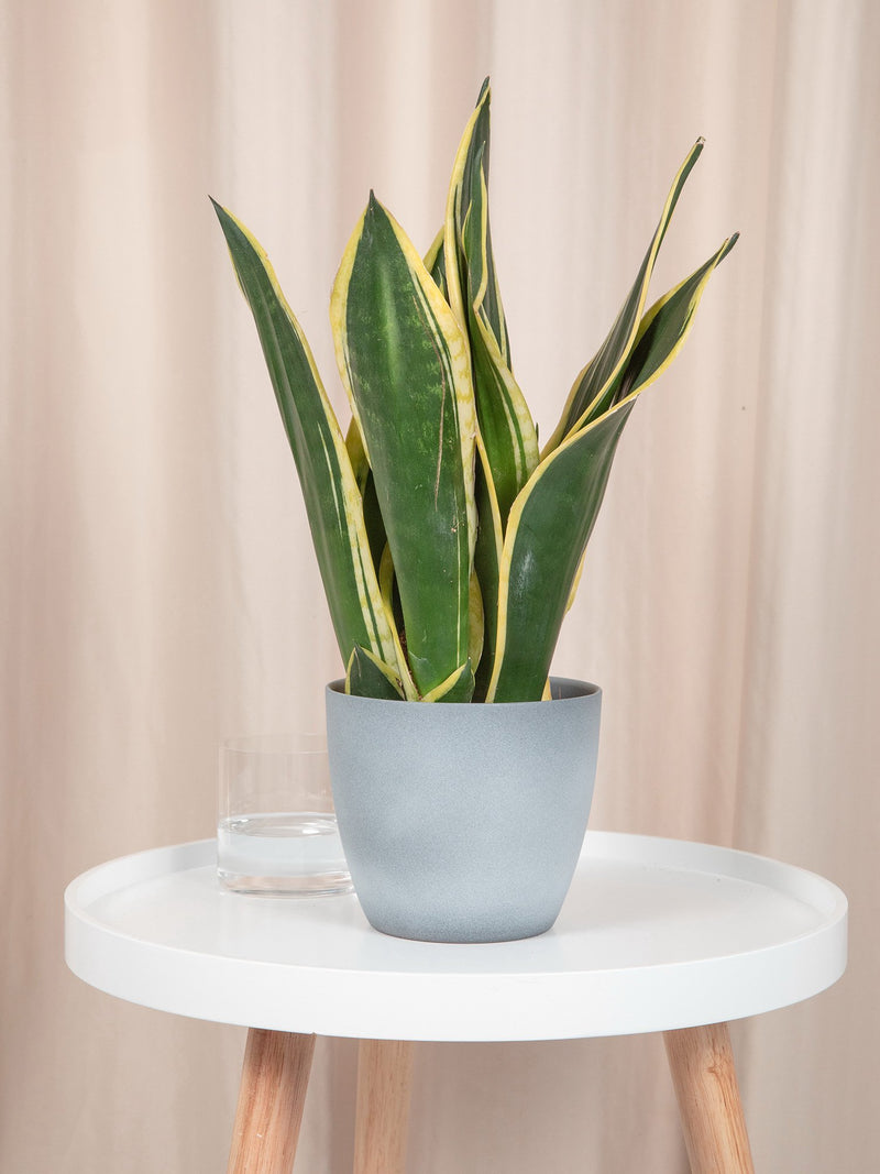 Sansevieria Super Flame - jungla-urbana.ro